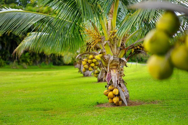 HECTARE AVEC PLANTATION DE COCOTIER NAIN PLUS SUIVI SUR 1 AN  PROJET GLE VIVI DE VIVI IMMO