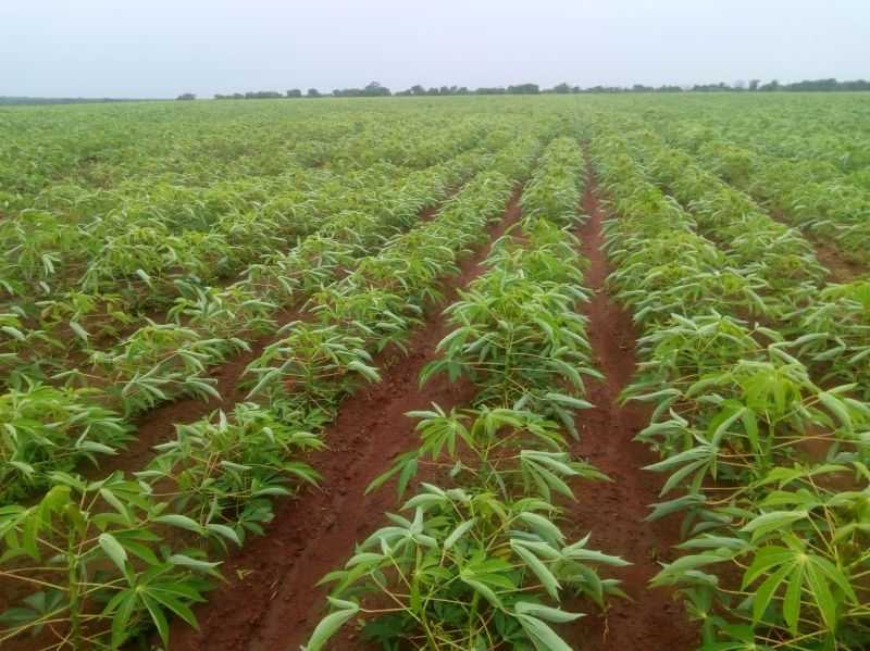 HECTARE AVEC PLANTATION DE MANIOC  PLUS SUIVI SUR 1 AN  PROJET GLE VIVI DE VIVI IMMO