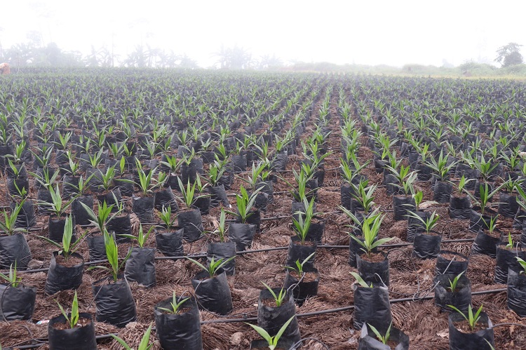 HECTARE AVEC PLANTATION DE PALMIER A HUILE SELECTIONNE PLUS SUIVI SUR 1 AN  PROJET GLE VIVI DE VIVI IMMO